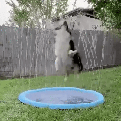 Water fontein bad voor honden